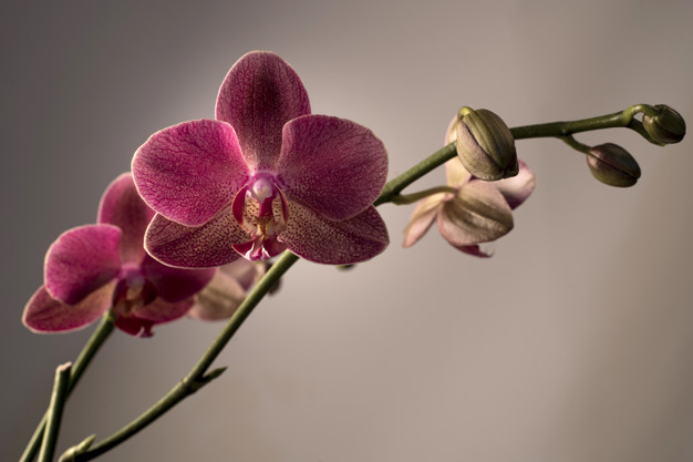 phalaenopsis-orchid_136533-55.jpg